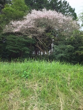 十月桜.jpg