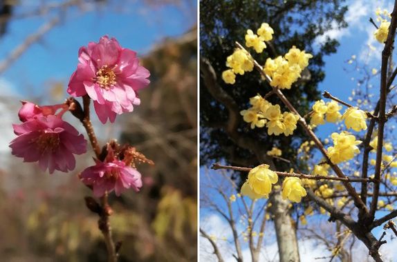 桜・蝋梅.jpg